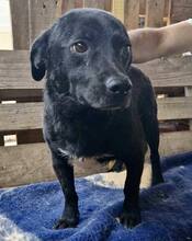 TOMMY, Hund, Mischlingshund in Rumänien - Bild 13