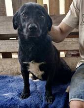 TOMMY, Hund, Mischlingshund in Rumänien - Bild 15