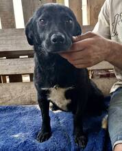 TOMMY, Hund, Mischlingshund in Rumänien - Bild 2