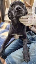 TOMMY, Hund, Mischlingshund in Rumänien - Bild 4