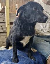 TOMMY, Hund, Mischlingshund in Rumänien - Bild 5