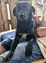 TOMMY, Hund, Mischlingshund in Rumänien - Bild 7