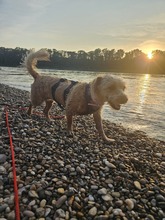 TRIXIE, Hund, Mischlingshund in Brühl - Bild 1