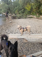 TRIXIE, Hund, Mischlingshund in Brühl - Bild 2