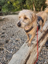 TRIXIE, Hund, Mischlingshund in Brühl - Bild 3