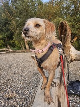 TRIXIE, Hund, Mischlingshund in Brühl - Bild 4