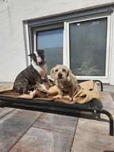 TRIXIE, Hund, Mischlingshund in Brühl - Bild 5
