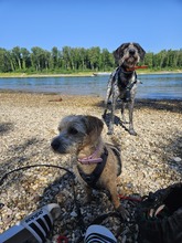 TRIXIE, Hund, Mischlingshund in Brühl - Bild 6