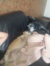 TRIXIE, Hund, Mischlingshund in Brühl - Bild 7