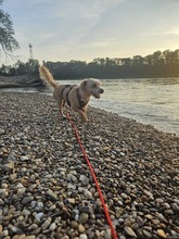 TRIXIE, Hund, Mischlingshund in Brühl - Bild 8