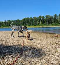 TRIXIE, Hund, Mischlingshund in Brühl - Bild 9