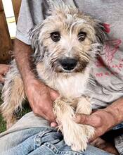 MINOU, Hund, Mischlingshund in Rumänien - Bild 1