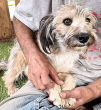 MINOU, Hund, Mischlingshund in Rumänien - Bild 10