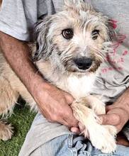 MINOU, Hund, Mischlingshund in Rumänien - Bild 11