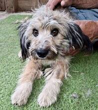 MINOU, Hund, Mischlingshund in Rumänien - Bild 12