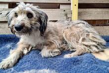 MINOU, Hund, Mischlingshund in Rumänien - Bild 14