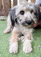 MINOU, Hund, Mischlingshund in Rumänien - Bild 2