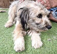 MINOU, Hund, Mischlingshund in Rumänien - Bild 7