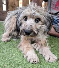 MINOU, Hund, Mischlingshund in Rumänien - Bild 9