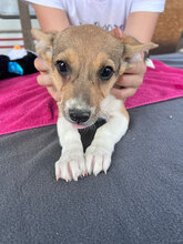 VAIANA, Hund, Mischlingshund in Rumänien - Bild 1