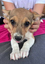 VAIANA, Hund, Mischlingshund in Rumänien - Bild 5