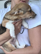 VAIANA, Hund, Mischlingshund in Rumänien - Bild 6