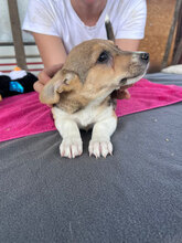 VAIANA, Hund, Mischlingshund in Rumänien - Bild 7