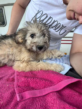 MERIDA, Hund, Mischlingshund in Rumänien - Bild 4
