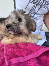 MERIDA, Hund, Mischlingshund in Rumänien - Bild 5