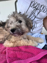 MERIDA, Hund, Mischlingshund in Rumänien - Bild 6