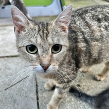 MIA, Katze, Hauskatze in Oberhausen - Bild 1