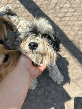 MASHA, Hund, Mischlingshund in Rumänien - Bild 1