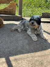 MASHA, Hund, Mischlingshund in Rumänien - Bild 2