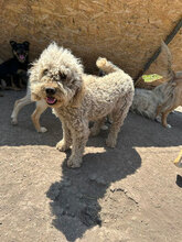 RAISSA, Hund, Mischlingshund in Rumänien - Bild 1