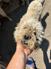 RAISSA, Hund, Mischlingshund in Rumänien - Bild 2