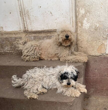 RAISSA, Hund, Mischlingshund in Rumänien - Bild 3