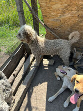 RAISSA, Hund, Mischlingshund in Rumänien - Bild 4
