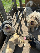 RAISSA, Hund, Mischlingshund in Rumänien - Bild 5
