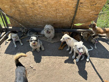 RAISSA, Hund, Mischlingshund in Rumänien - Bild 8