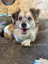 PIPER, Hund, Mischlingshund in Rumänien - Bild 1