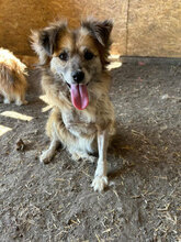 PIPER, Hund, Mischlingshund in Rumänien - Bild 2