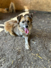 PIPER, Hund, Mischlingshund in Rumänien - Bild 3