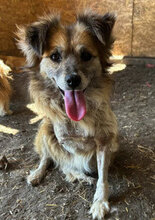 PIPER, Hund, Mischlingshund in Rumänien - Bild 4