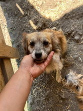 PIPER, Hund, Mischlingshund in Rumänien - Bild 5