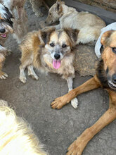 PIPER, Hund, Mischlingshund in Rumänien - Bild 6