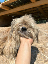 KURO, Hund, Mischlingshund in Rumänien - Bild 4