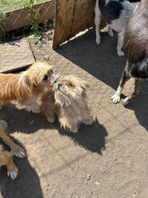 KURO, Hund, Mischlingshund in Rumänien - Bild 6