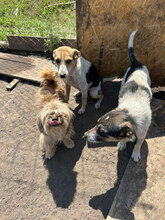 KURO, Hund, Mischlingshund in Rumänien - Bild 7
