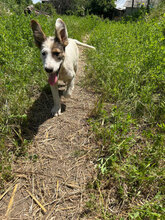 ATLAS, Hund, Mischlingshund in Rumänien - Bild 3