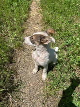 ATLAS, Hund, Mischlingshund in Rumänien - Bild 4